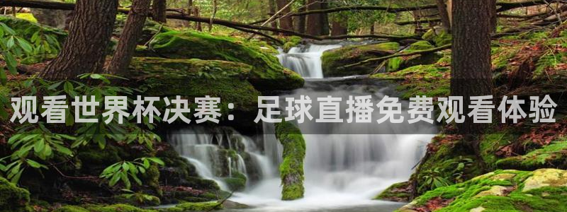  观看世界杯决赛：足球直播免费观看体验
