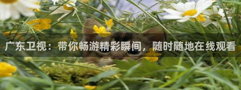 上海五星体育直播频道节目表：广东卫视：带你畅游精彩瞬间，随时随地在线观看